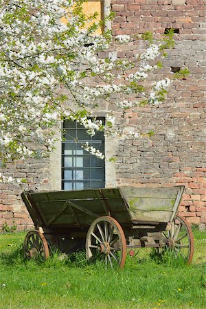 european cherry trees branches - Old cart in garden under blooming cherry tree, Hesse, Germany, Europe Foto de stock - Sin royalties Premium, Código: 600-07487450