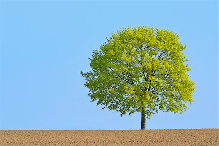 renewal - Field maple (Acer campestre) on field, Odenwald, Hesse, Germany, Europe Stock Photo - Premium Royalty-Free, Code: 600-07487460