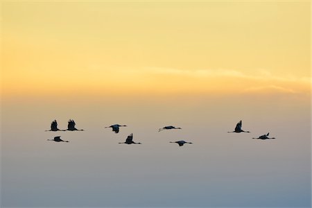 Common Cranes (Grus grus) Flying in Formation at Sunrise, Zingst, Barther Bodden, Darss, Fischland-Darss-Zingst, Mecklenburg-Vorpommern, Germany Photographie de stock - Premium Libres de Droits, Code: 600-07487560