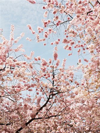 european cherry trees branches - Cherry Blossoms, North Rhine-Westphalia, Germany Stock Photo - Premium Royalty-Free, Code: 600-07487654