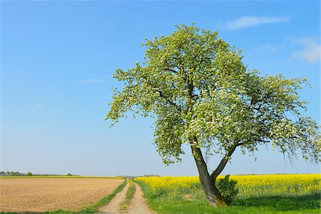 Blooming Fruit Tree and Farm Road, Bad Mergentheim, Baden-Wurttemberg, Germany Stock Photo - Premium Royalty-Free, Code: 600-07519304