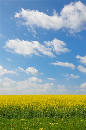 simsearch:600-07519302,k - Blooming Canola Field, Bad Mergentheim, Baden-Wurttemberg, Germany Stock Photo - Premium Royalty-Free, Code: 600-07519308