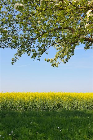 simsearch:600-07519302,k - Fruit Tree and Canola Field, Bad Mergentheim, Baden-Wurttemberg, Germany Stock Photo - Premium Royalty-Free, Code: 600-07519303
