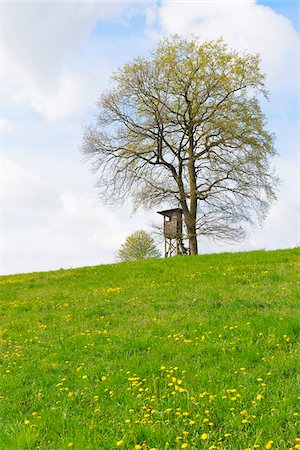 simsearch:600-07561369,k - Hunting Blind under Old Oak Tree, Odenwald, Hesse, Germany Stock Photo - Premium Royalty-Free, Code: 600-07519315