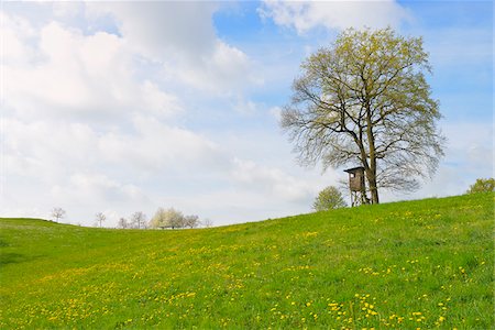 simsearch:600-07561369,k - Hunting Blind under Old Oak Tree, Odenwald, Hesse, Germany Stock Photo - Premium Royalty-Free, Code: 600-07519316