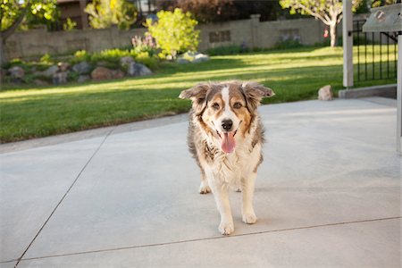 Portrait of Australian Shepherd Dog in Backyard, Utah, USA Stock Photo - Premium Royalty-Free, Code: 600-07529202