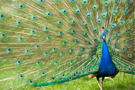 feather - Indian Peacock Displaying Plumage Stock Photo - Premium Royalty-Free, Code: 600-07541425