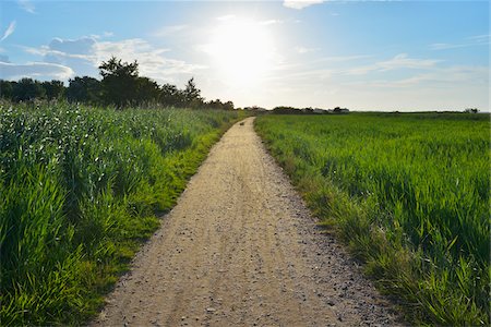 Path at Fluegger Watt with Sun, Baltic Island of Fehmarn, Schleswig-Holstein, Germany Fotografie stock - Premium Royalty-Free, Codice: 600-07564063