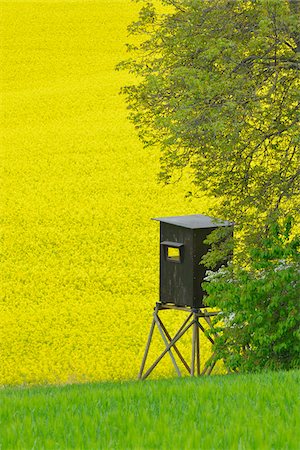 simsearch:600-07561369,k - Hunting Blind and Canola Field, Odenwald, Hesse, Germany Stock Photo - Premium Royalty-Free, Code: 600-07561371