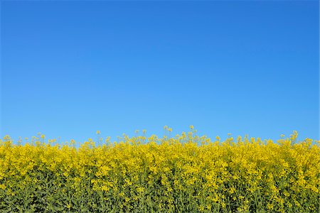 simsearch:600-07519302,k - Blooming Canola Field, Odenwald, Hesse, Germany Stock Photo - Premium Royalty-Free, Code: 600-07562357