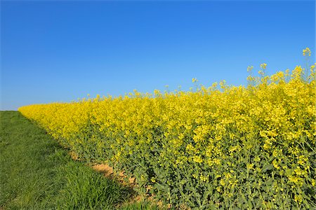 simsearch:600-07561369,k - Blooming Canola Field, Odenwald, Hesse, Germany Stock Photo - Premium Royalty-Free, Code: 600-07562358