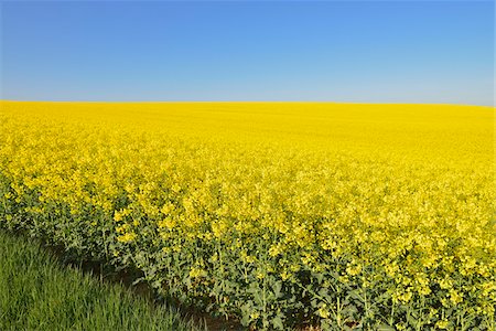 simsearch:600-07561369,k - Blooming Canola Field, Odenwald, Hesse, Germany Stock Photo - Premium Royalty-Free, Code: 600-07562359