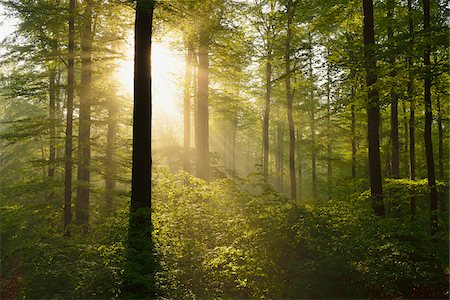 forested - Sunbeams in European Beech (Fagus sylvatica) Forest, Spessart, Bavaria, Germany Stock Photo - Premium Royalty-Free, Code: 600-07562499