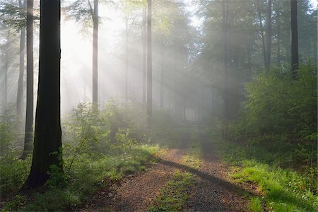 path through woods - Sunbeams in European Beech (Fagus sylvatica) Forest, Spessart, Bavaria, Germany Stock Photo - Premium Royalty-Free, Code: 600-07562506