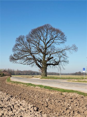 simsearch:600-07519302,k - Bare Tree by Country Road, North Rhine-Westphalia, Germany Stock Photo - Premium Royalty-Free, Code: 600-07584878