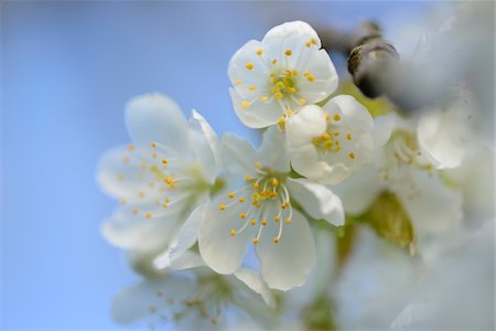 european cherry trees branches - Close-up of Wild Cherry (Prunus avium) Blossoms in Spring, Bavaria, Germany Photographie de stock - Premium Libres de Droits, Code: 600-07596056
