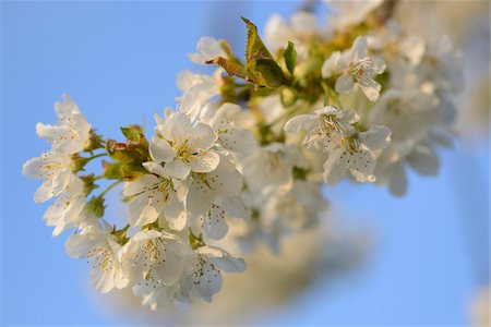 european cherry trees branches - Close-up of Wild Cherry (Prunus avium) Blossoms in Spring, Bavaria, Germany Photographie de stock - Premium Libres de Droits, Code: 600-07596057