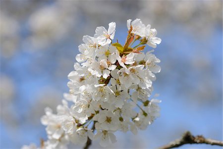 european cherry trees branches - Close-up of Wild Cherry (Prunus avium) Blossoms in Spring, Bavaria, Germany Photographie de stock - Premium Libres de Droits, Code: 600-07596064