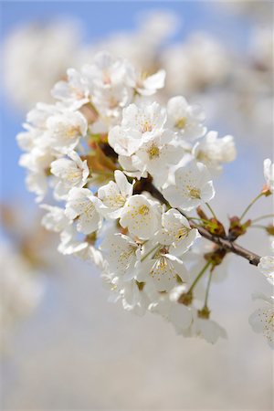 european cherry trees branches - Close-up of Wild Cherry (Prunus avium) Blossoms in Spring, Bavaria, Germany Stock Photo - Premium Royalty-Free, Code: 600-07596066