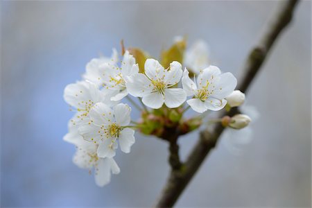 european cherry trees branches - Close-up of Wild Cherry (Prunus avium) Blossoms in Spring, Bavaria, Germany Photographie de stock - Premium Libres de Droits, Code: 600-07596067