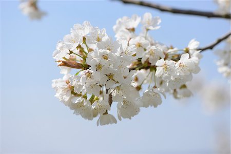 european cherry trees branches - Close-up of Wild Cherry (Prunus avium) Blossoms in Spring, Bavaria, Germany Photographie de stock - Premium Libres de Droits, Code: 600-07596060