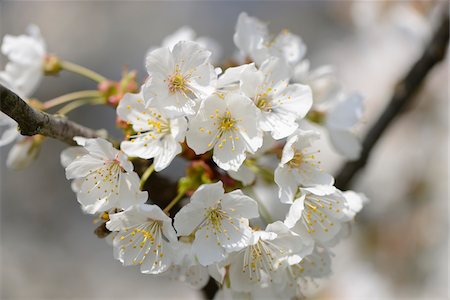 european cherry trees branches - Close-up of Wild Cherry (Prunus avium) Blossoms in Spring, Bavaria, Germany Photographie de stock - Premium Libres de Droits, Code: 600-07596062