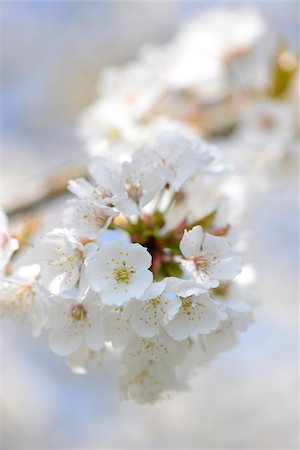 european cherry trees branches - Close-up of Wild Cherry (Prunus avium) Blossoms in Spring, Bavaria, Germany Stock Photo - Premium Royalty-Free, Code: 600-07596063