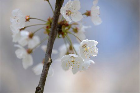 european cherry trees branches - Close-up detail of wild cherry (Prunus avium) blossoms in spring, Bavaria, Germany Foto de stock - Sin royalties Premium, Código: 600-07599766