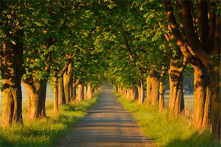 Chestnut tree-lined road in early morning light, Nature Reserve Moenchbruch, Moerfelden-Walldorf, Hesse, Germany, Europe Stock Photo - Premium Royalty-Free, Code: 600-07599848