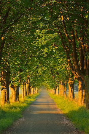 Chestnut tree-lined road in early morning light, Nature Reserve Moenchbruch, Moerfelden-Walldorf, Hesse, Germany, Europe Stock Photo - Premium Royalty-Free, Code: 600-07599849