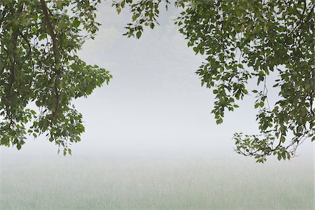 Branches of trees and field in morning mist, Nature Reserve Moenchbruch, Moerfelden-Walldorf, Hesse, Germany, Europe Stock Photo - Premium Royalty-Free, Code: 600-07599855