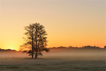 sun rise field - Tree and filed at sunrise, Nature Reserve Moenchbruch, Moerfelden-Walldorf, Hesse, Germany, Europe Stock Photo - Premium Royalty-Free, Code: 600-07599903