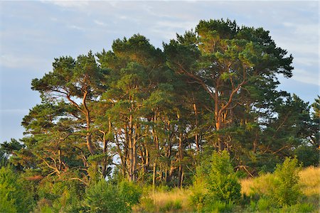 Pine Tree Forest on Dornbusch, Summer, Baltic Island of Hiddensee, Baltic Sea, Western Pomerania, Germany Stock Photo - Premium Royalty-Free, Code: 600-07599919