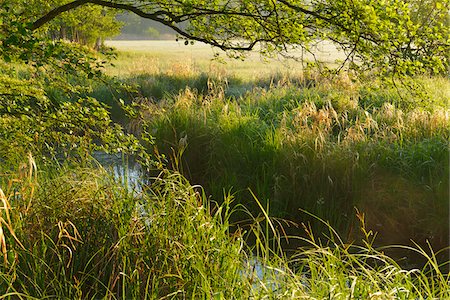 Landscape in morning light, Nature Reserve Moenchbruch, Moerfelden-Walldorf, Hesse, Germany, Europe Stock Photo - Premium Royalty-Free, Code: 600-07599911