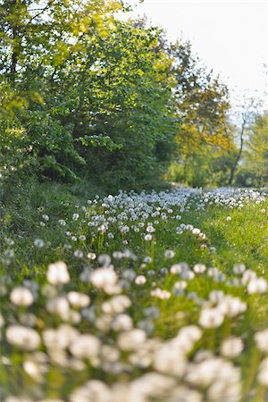 simsearch:600-07945179,k - Meadow with Dandelion in the Spring, Baden Wurttemberg, Germany Stock Photo - Premium Royalty-Free, Code: 600-07599950