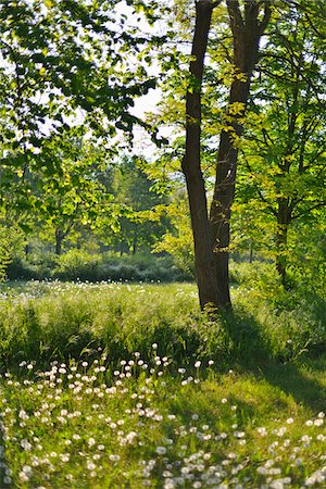 Meadow with Dandelion in the Spring, Baden Wurttemberg, Germany Stock Photo - Premium Royalty-Free, Code: 600-07599951