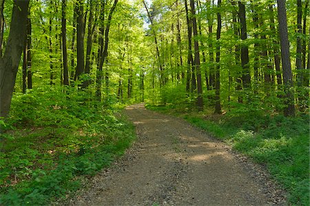 Forest Path in the Spring, Eichelsbach, Spessart, Franconia, Bavaria, Germany Stock Photo - Premium Royalty-Free, Code: 600-07599962