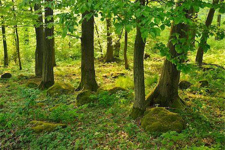 simsearch:600-07599874,k - Forest in the Spring, Vogelsberg District, Hesse, Germany Stock Photo - Premium Royalty-Free, Code: 600-07599976