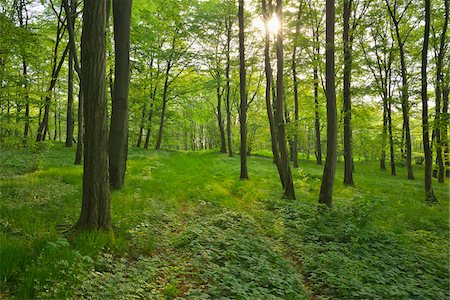 simsearch:600-07599874,k - Forest in the Spring with Sun, Vogelsberg District, Hesse, Germany Stock Photo - Premium Royalty-Free, Code: 600-07599977