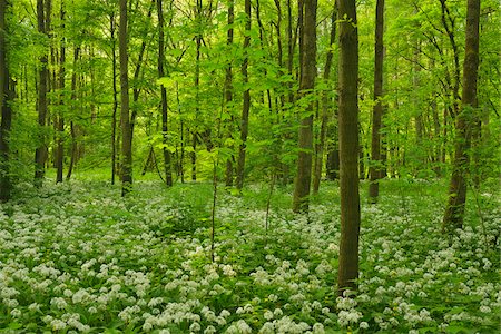 Forest with Blooming Wild Garlic, Spring, Bulau, Erlensee, Hanau, Hesse, Germany Stock Photo - Premium Royalty-Free, Code: 600-07599981