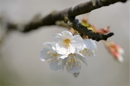 european cherry trees branches - Close-up of wild cherry (Prunus avium) blossoms in spring, Bavaria, Germany Photographie de stock - Premium Libres de Droits, Code: 600-07599983