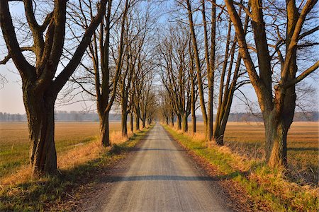 Tree Allee in early Spring, Nature Reserve, near Monchbruch, Morfelden and Ruesselsheim, Hesse, Germany Stock Photo - Premium Royalty-Free, Code: 600-07591266
