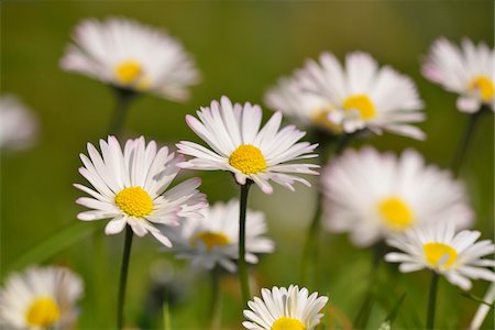 Common Daisy (Bellis perennis) in Spring, Russelsheim, Hesse, Germany Photographie de stock - Premium Libres de Droits, Code: 600-07591268