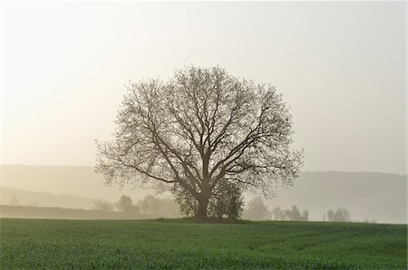 simsearch:600-07519302,k - Tree in early Spring in Morning, near Retzbach and Wurzburg, Lower Franconia, Bavaria, Germany Stock Photo - Premium Royalty-Free, Code: 600-07591263