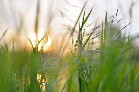 Blades of Grass at Sunrise in Spring, Obernburg, Franconia, Bavaria, Germany Photographie de stock - Premium Libres de Droits, Code: 600-07591278
