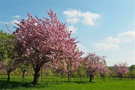 Blooming Cherry Tree in Castle Park in Spring, Weikersheim, Baden-Wurttemberg, Germany Stock Photo - Premium Royalty-Free, Code: 600-07591272