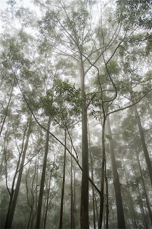 simsearch:700-07784163,k - View from Train Window of Tall Trees against Foggy Sky, on Route from Ella to Kandy, Sri Lanka, Stock Photo - Premium Royalty-Free, Code: 600-07591305