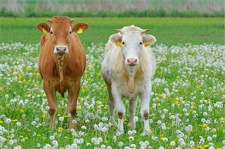 Cows in Meadow, Miltenberg, Bavaria, Germany, Europe Foto de stock - Sin royalties Premium, Código: 600-07608285