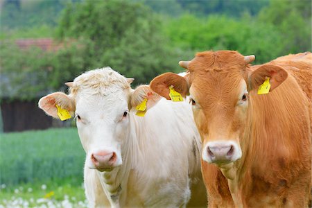 Close-up of Cows in Meadow, Miltenberg, Bavaria, Germany, Europe Foto de stock - Sin royalties Premium, Código: 600-07608287