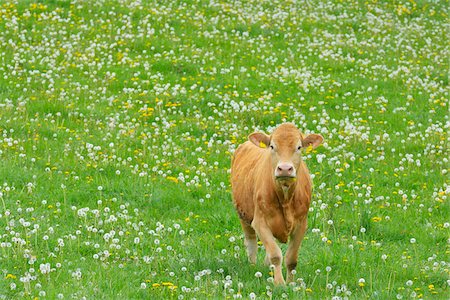 Cow walking in meadow, Miltenberg, Bavaria, Germany, Europe Stock Photo - Premium Royalty-Free, Code: 600-07608289